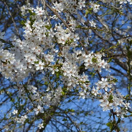 Bruhn